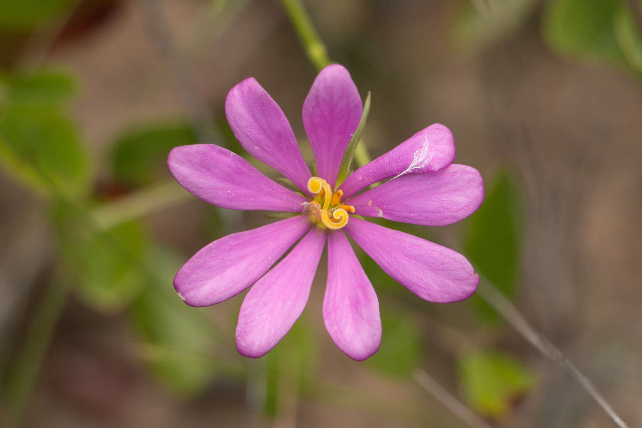 Image of Pinewoods Rose-Gentian