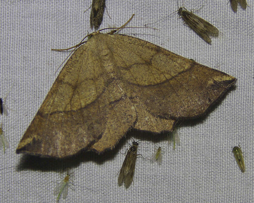 Image of Scrub Euchlaena