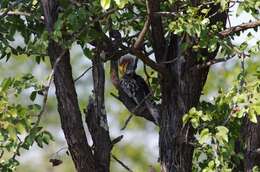 Image of Southern Yellow-billed Hornbill