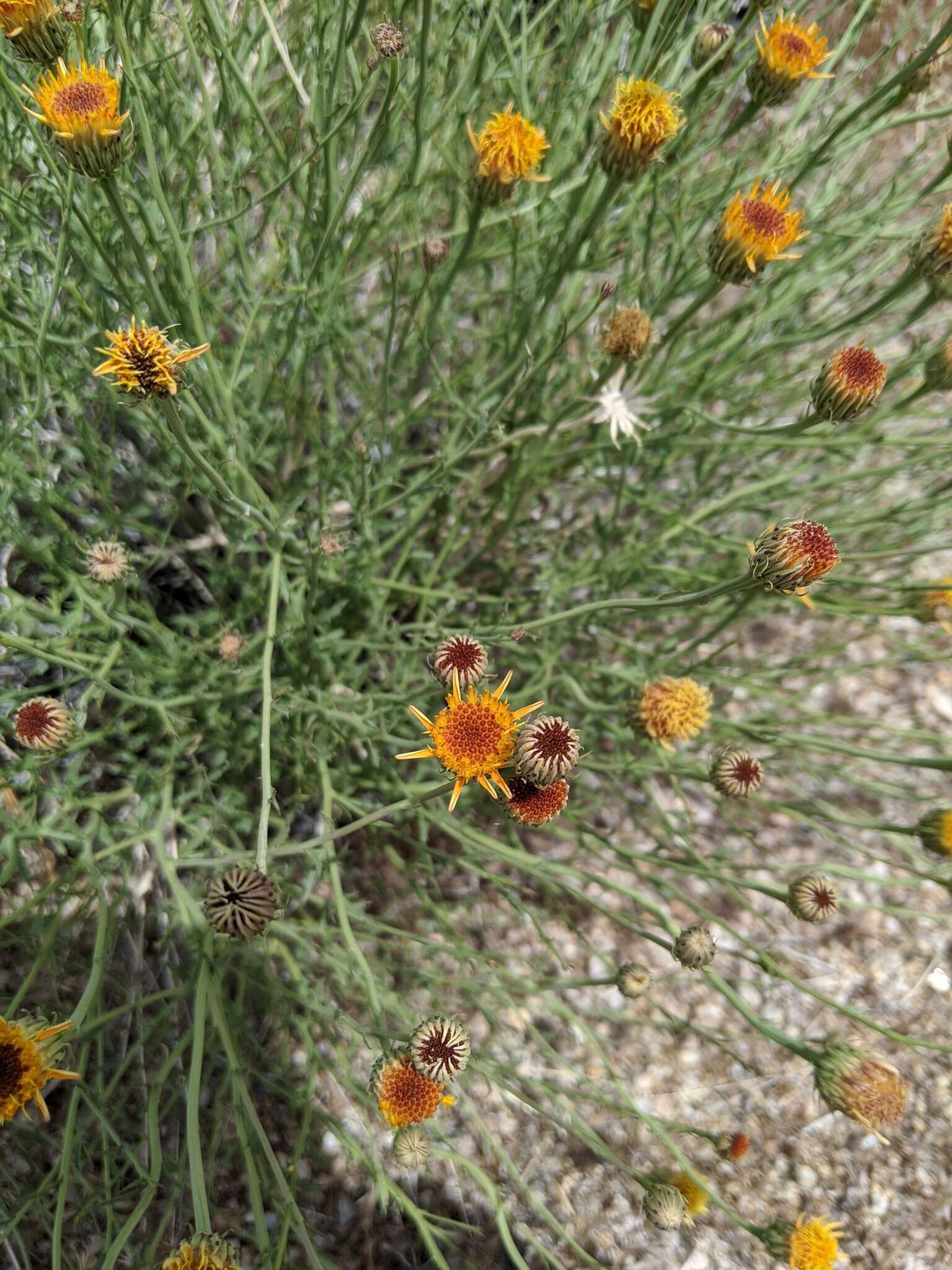 Image of Cooper's dogweed