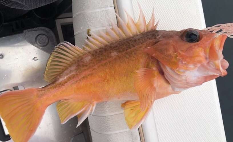 Image of Greenspotted rockfish