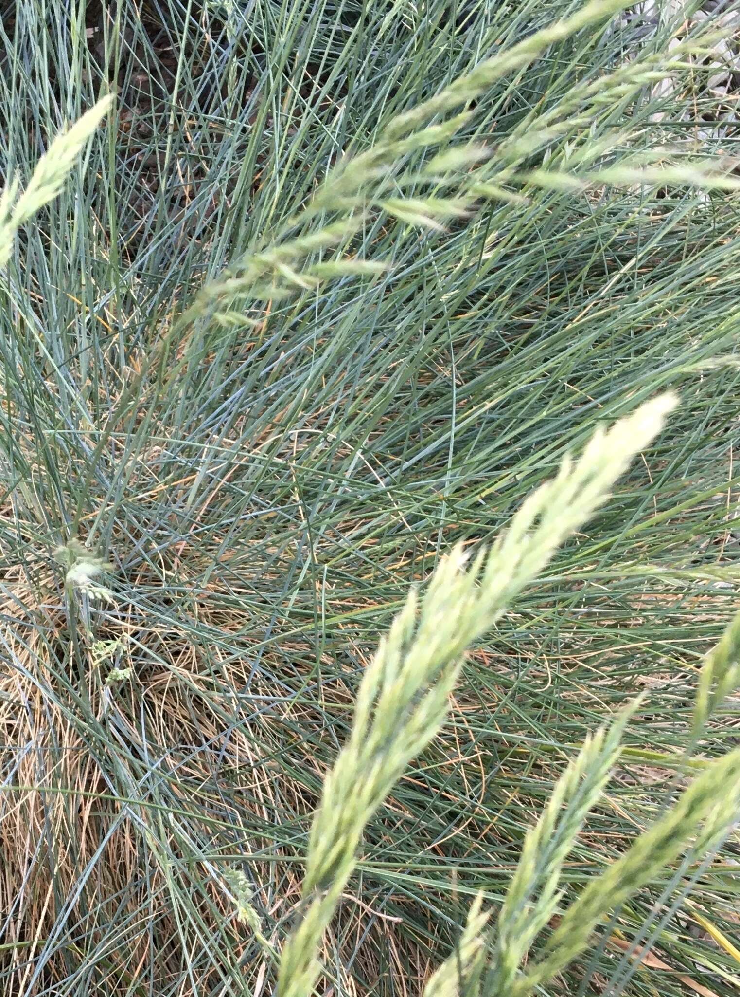 Image of Poa colensoi Hook. fil.