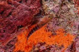 Image of Blue Dot Triplefin