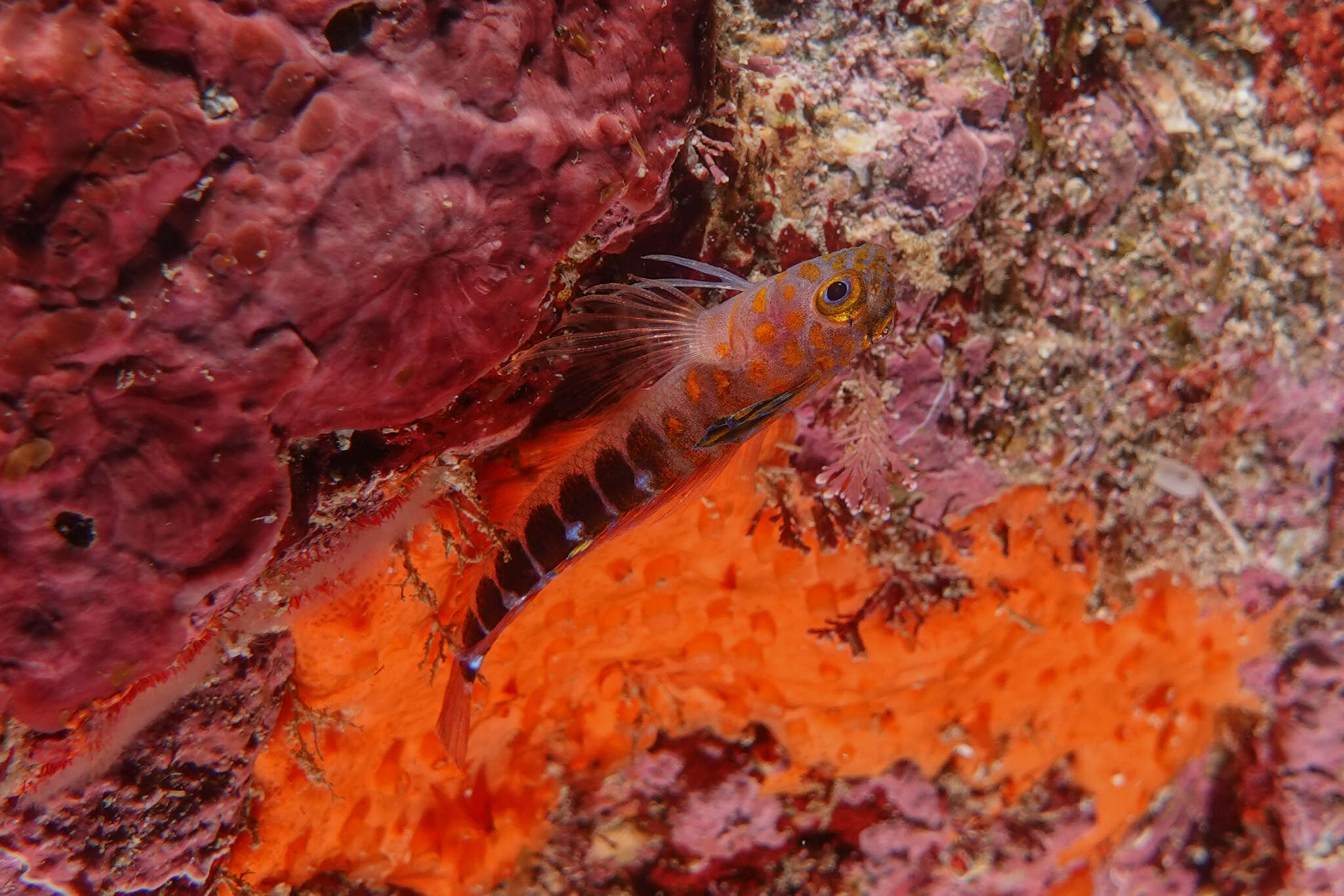 Image of Blue Dot Triplefin