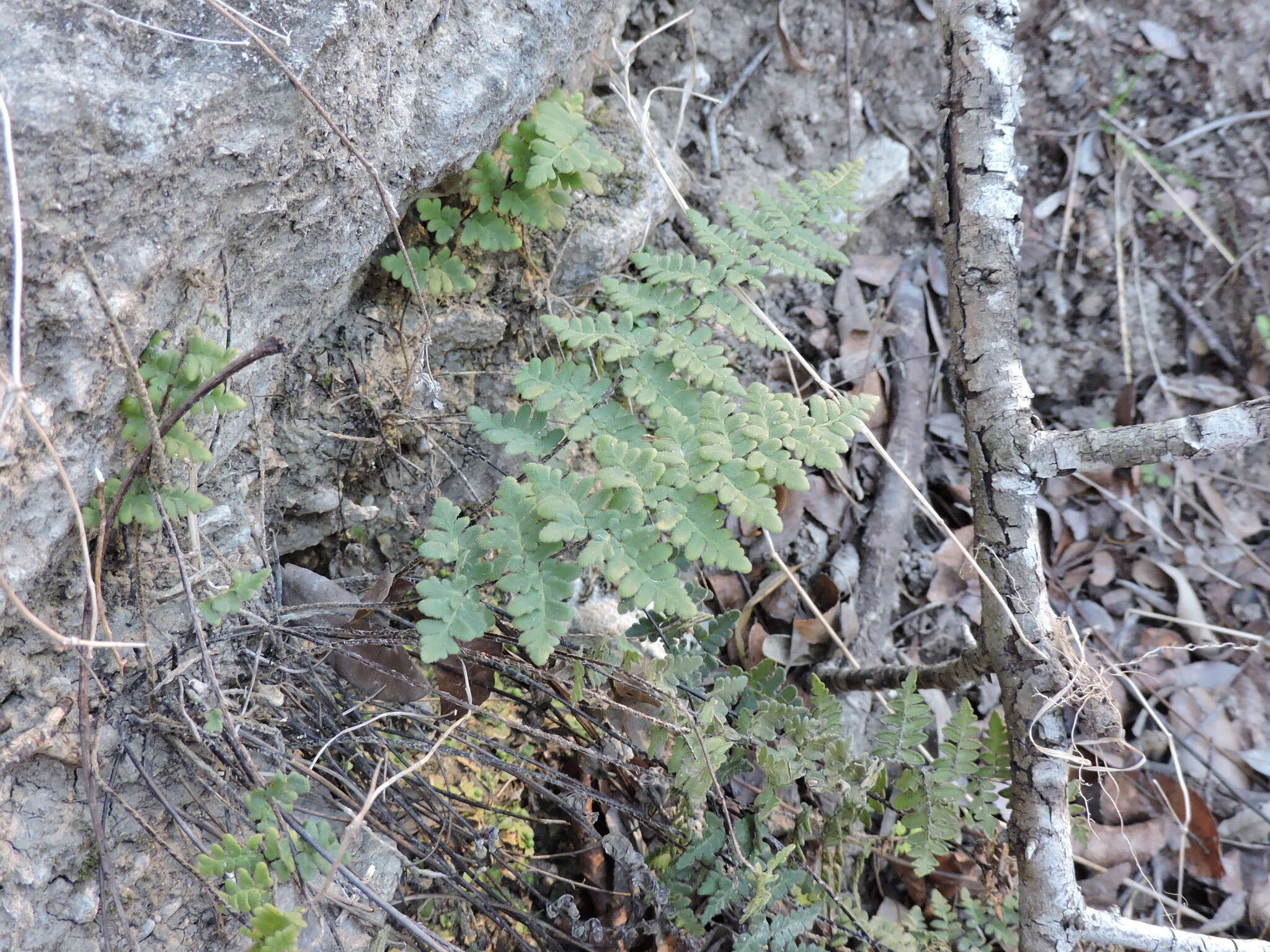 Imagem de Myriopteris scabra (C. Chr.) Grusz & Windham