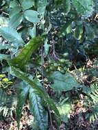 Image of Photinia arguta Wall. ex Lindl.