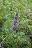 Слика од Marrubium catariifolium Desr.