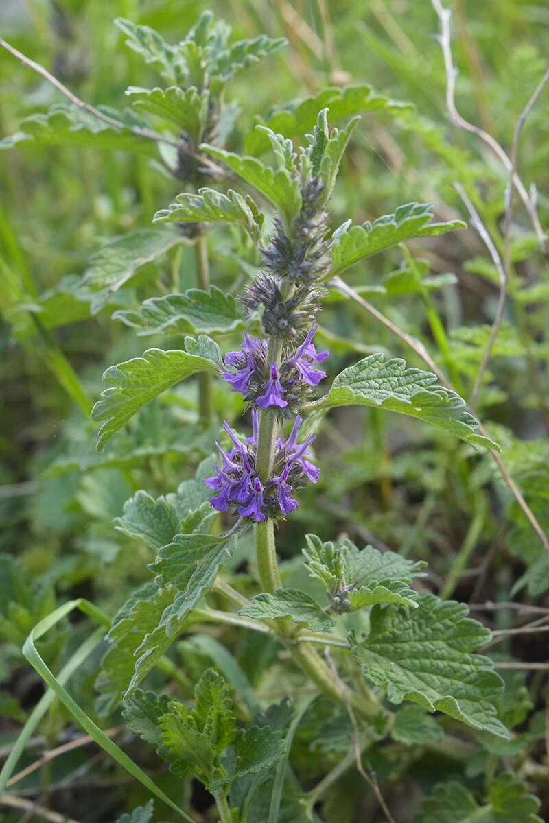 Plancia ëd Marrubium catariifolium Desr.