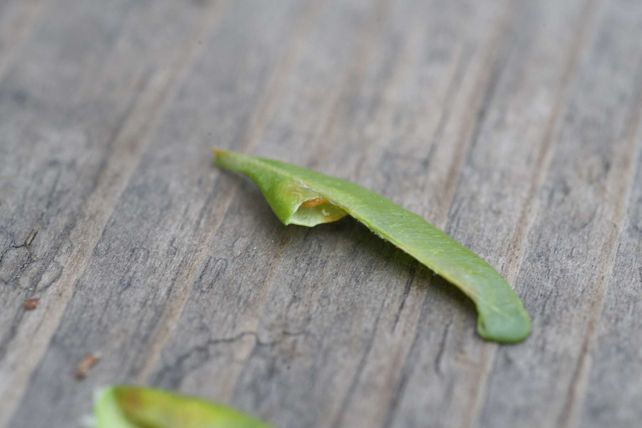 Image of Boxwood leafminer