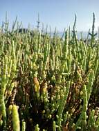 Image of Salicornia littorea (Moss) Piirainen & G. Kadereit