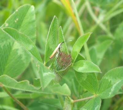 Image of Case-bearer moth