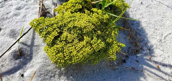 Image of paper nailwort