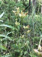 Image of American spurred gentian