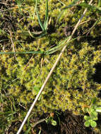 Image of elongate racomitrium moss