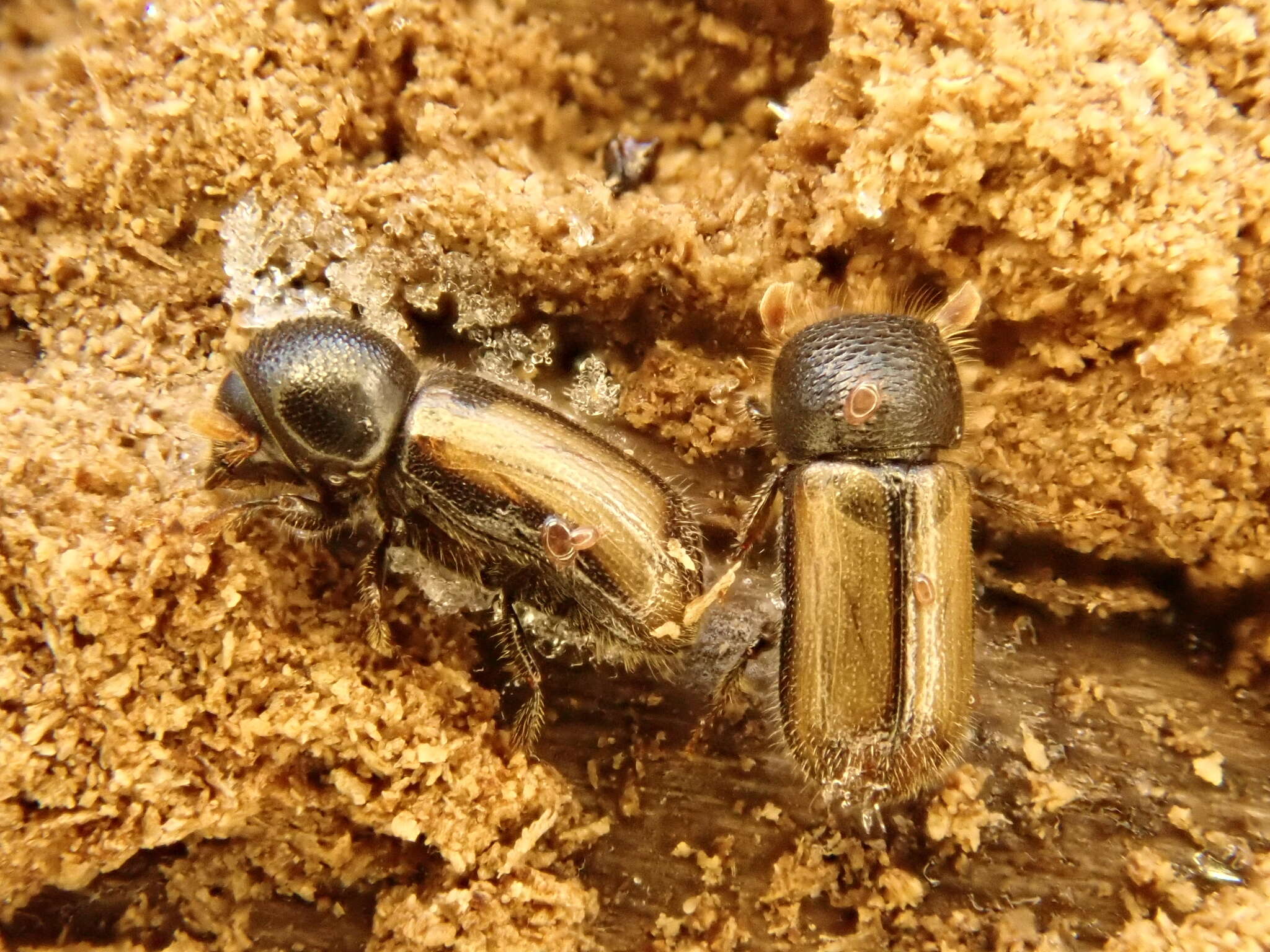 Image of European hardwood ambrosia beetle