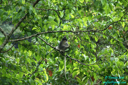Image of Grizzled Leaf Monkey