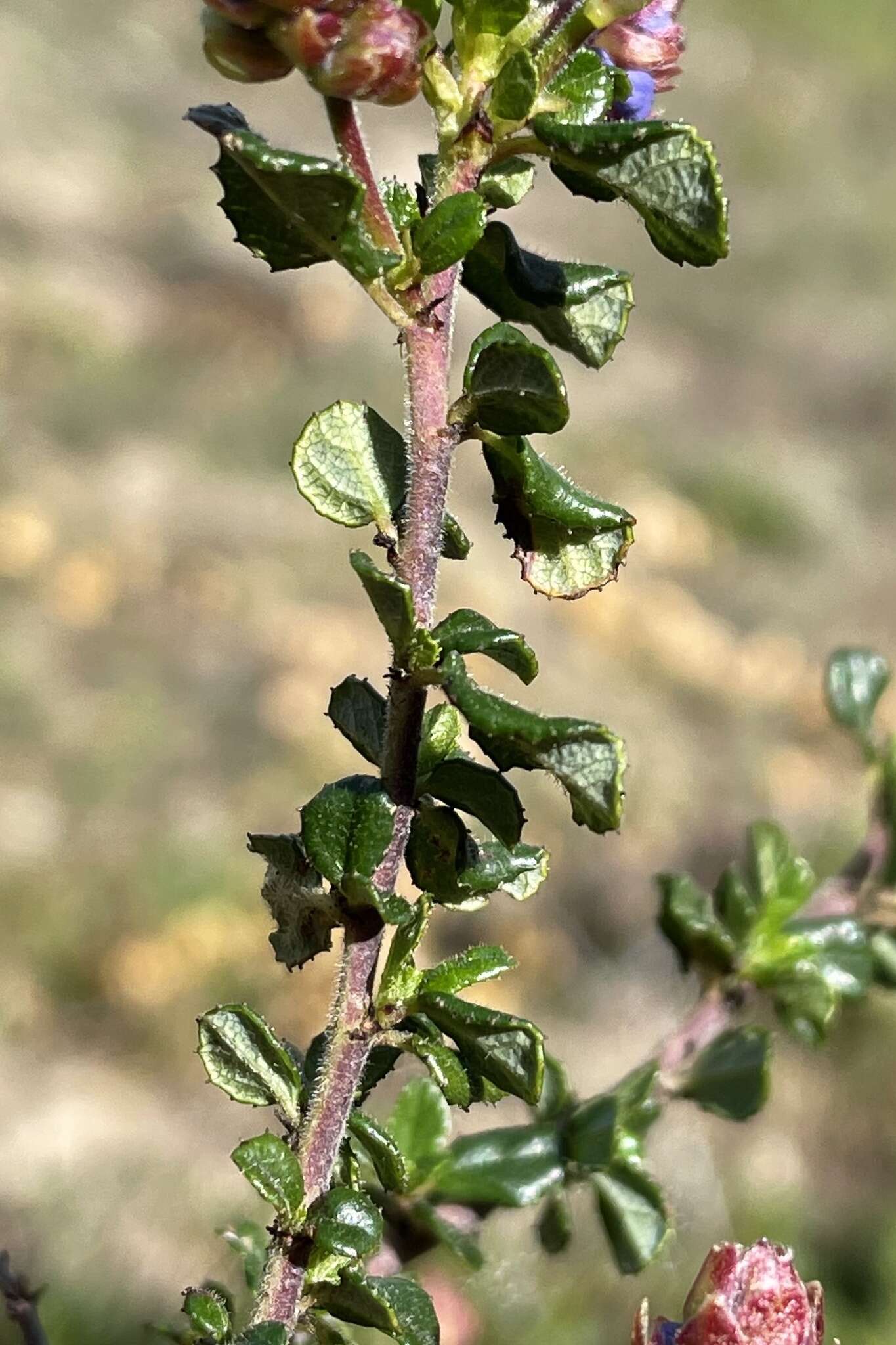 Image of Vine Hill ceanothus