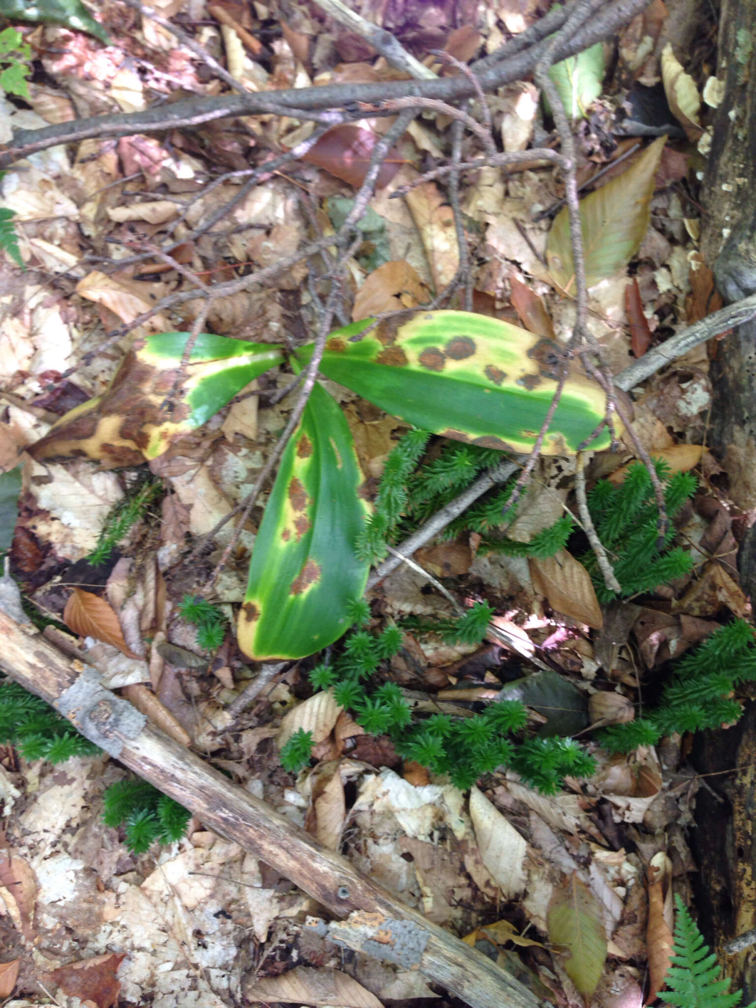 Слика од Clintonia borealis (Aiton) Raf.