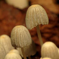 Image of Trooping Inkcaps