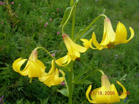 Image of Lilium kesselringianum Miscz.