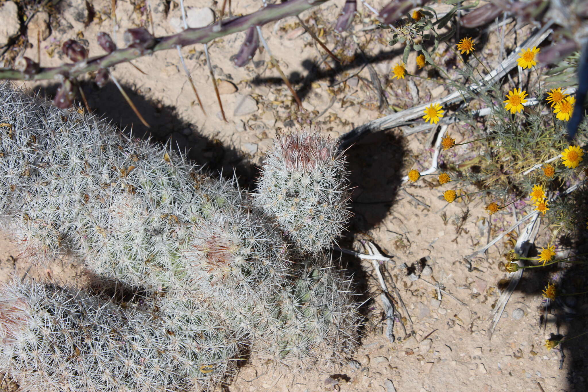 Image of Escobaria albicolumnaria Hester