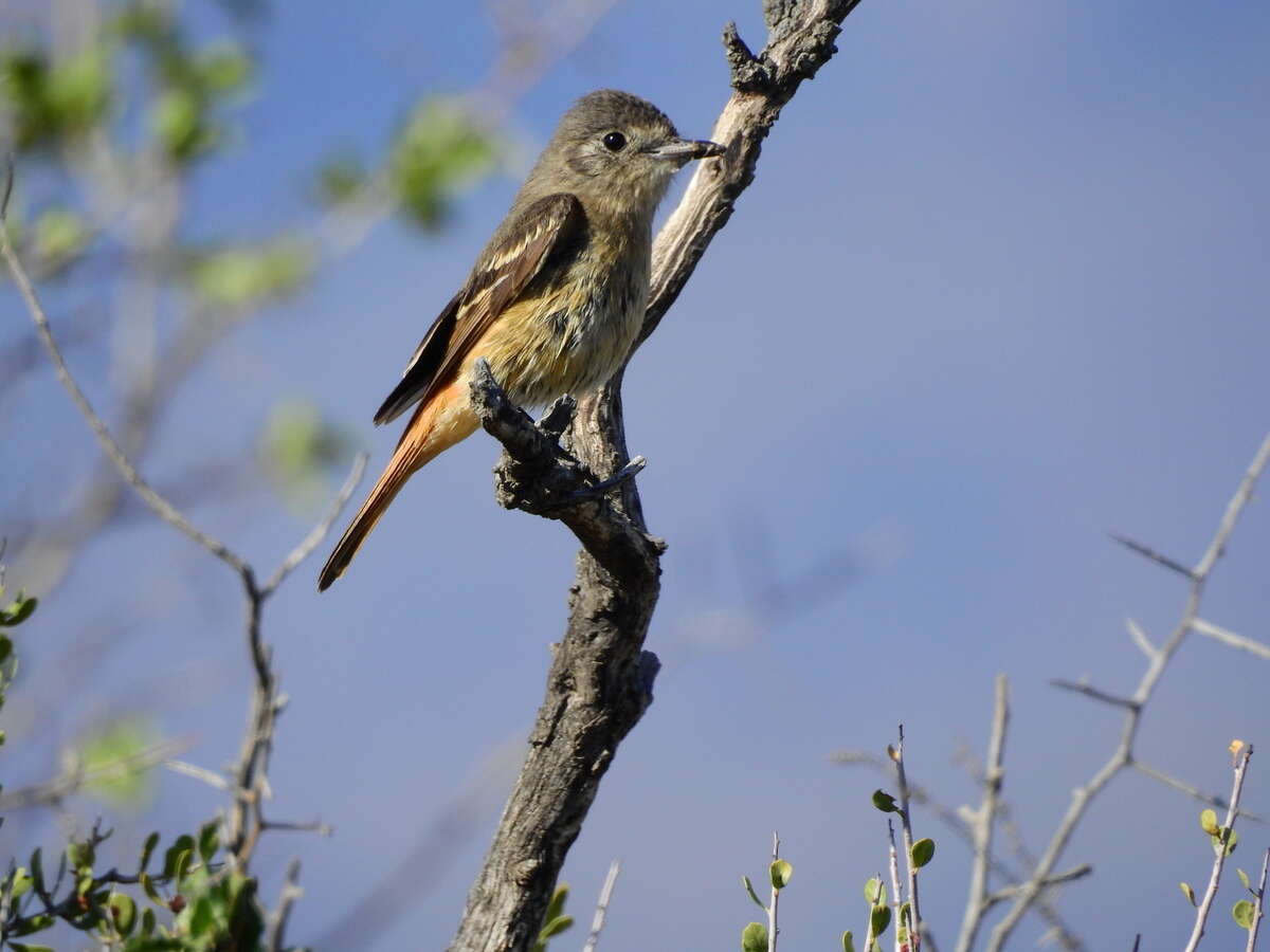 Image of White-winged Black Tyrant