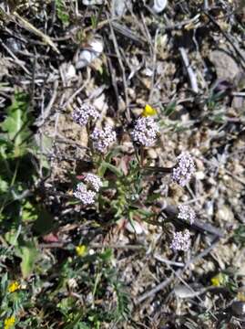 صورة Valerianella pumila (L.) DC.