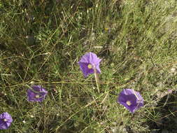 Imagem de Ipomoea ternifolia Cav.