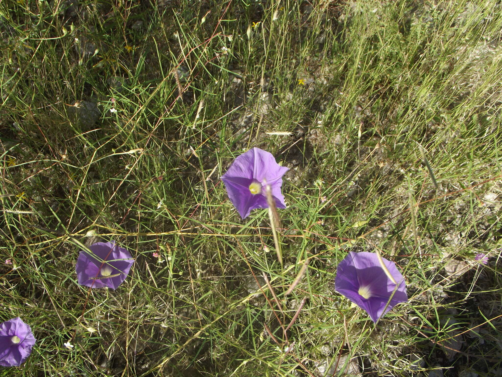 Imagem de Ipomoea ternifolia Cav.