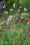 Image of Silene vulgaris subsp. bosniaca (G. Beck) Janchen ex Greuter, Burdet & Long