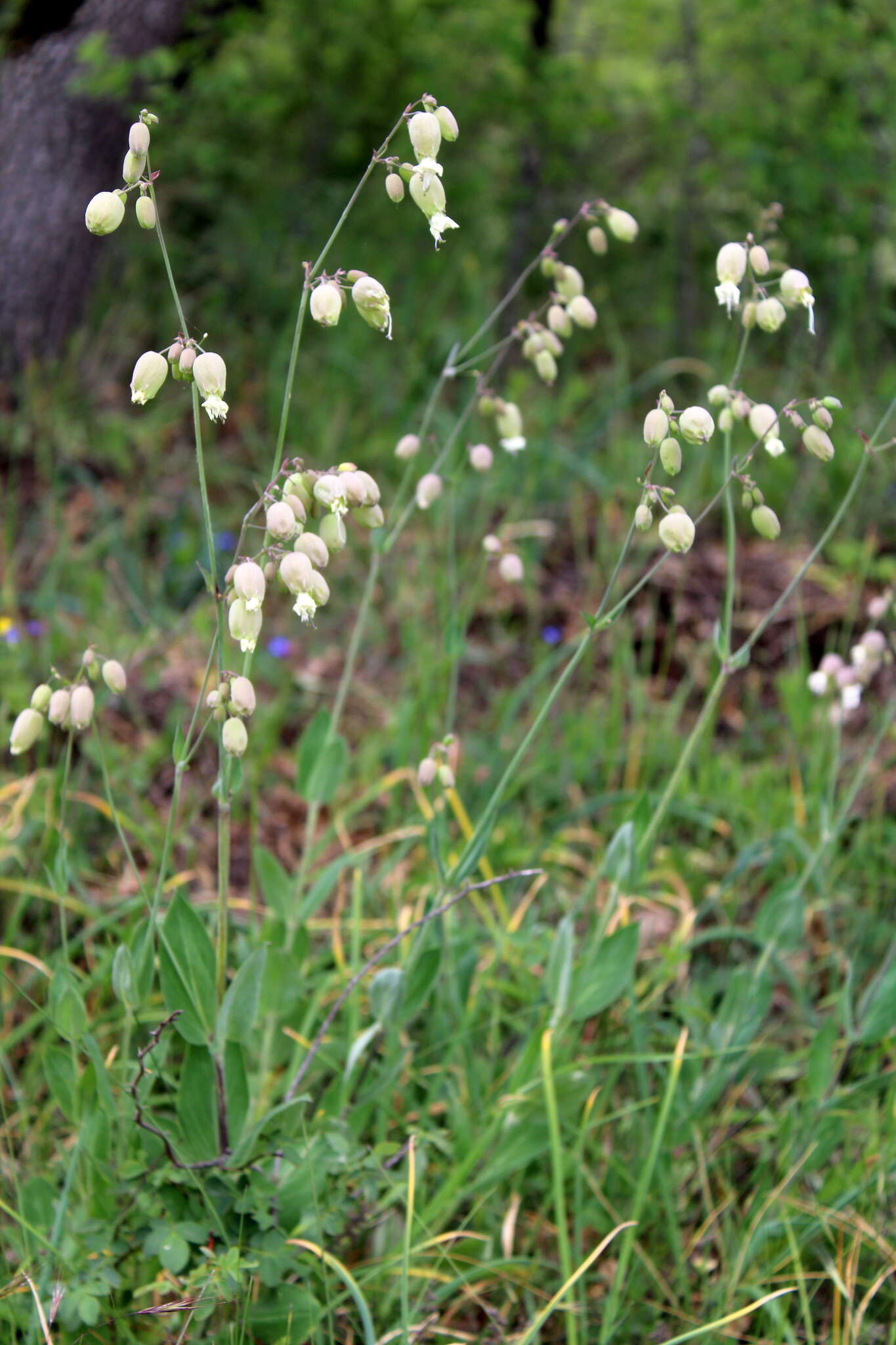 Image of Silene vulgaris subsp. bosniaca (G. Beck) Janchen ex Greuter, Burdet & Long