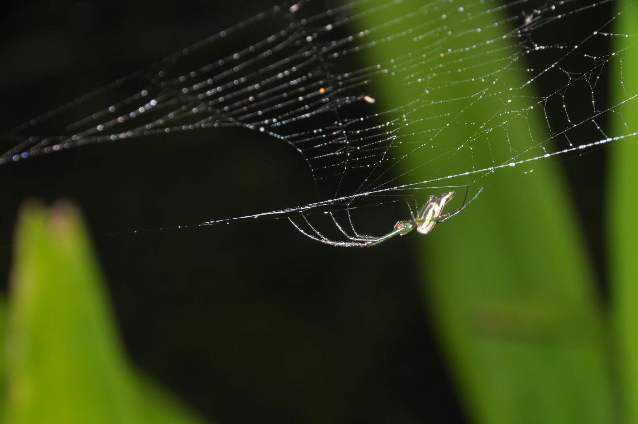 Leucauge undulata (Vinson 1863) resmi