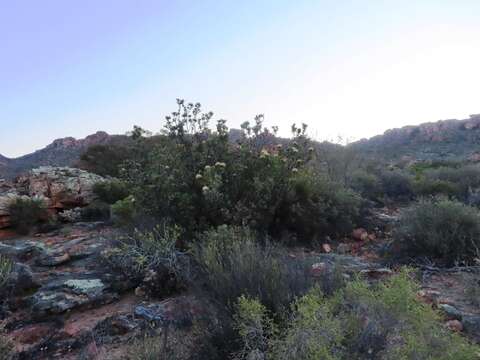 Image of clanwilliam sugarbush