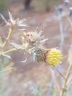 Carlina canariensis Pitard resmi