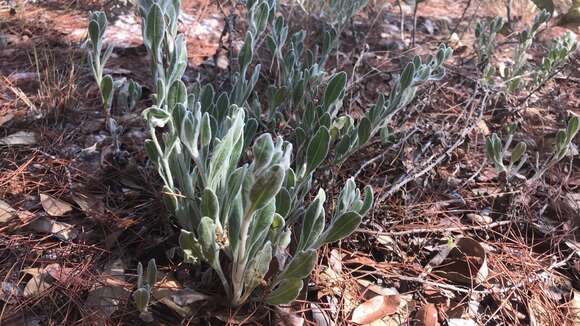 Image de Chrysopsis floridana Small