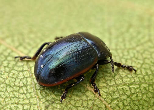 Image of <i>Chrysolina analis</i>