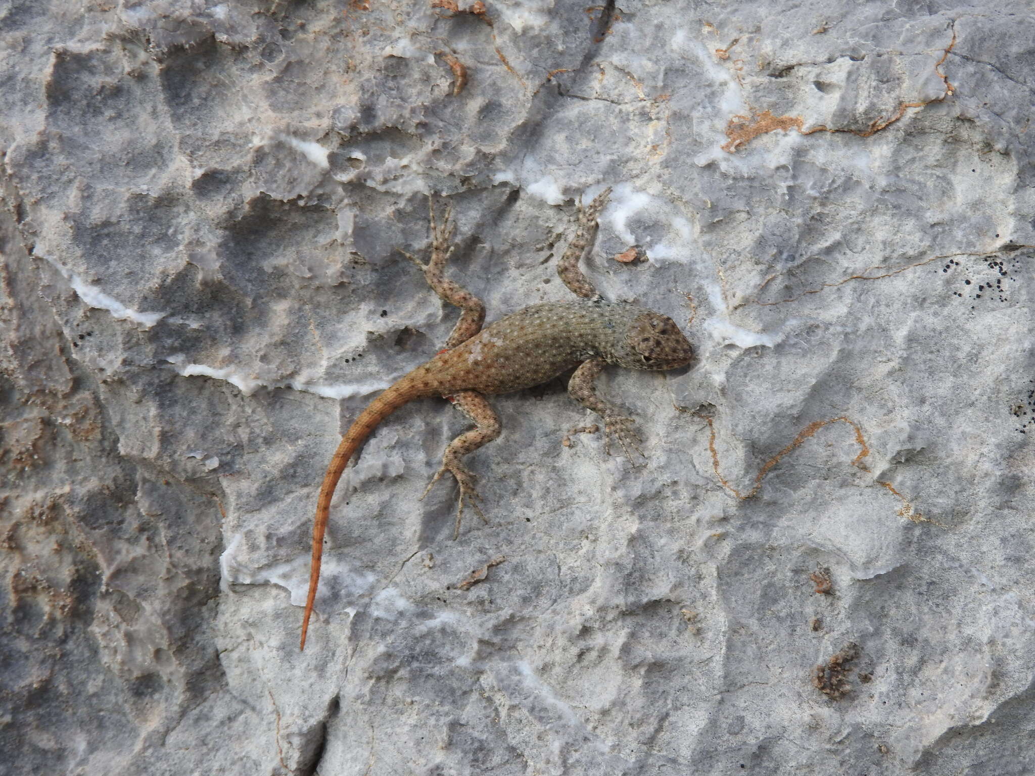 Sceloporus gadoviae Boulenger 1905 resmi