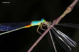 Image of bi-coloured damsel