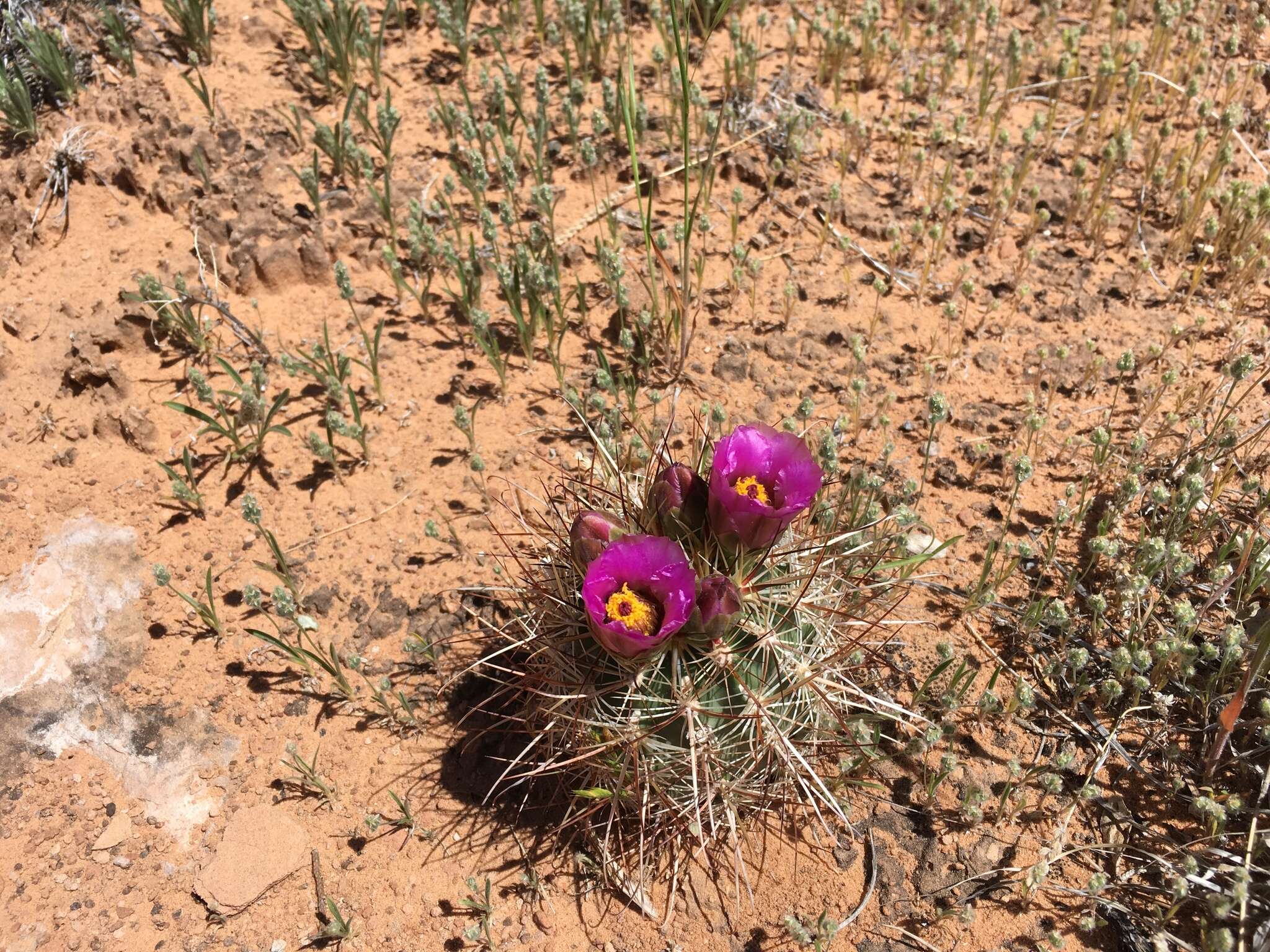 Plancia ëd Sclerocactus parviflorus Clover & Jotter