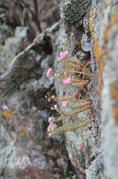 Image of Pseudosedum ferganense Boriss.