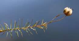 Imagem de Linum alpinum Jacq.