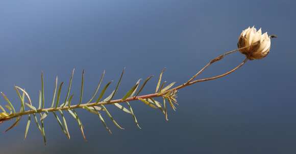 Imagem de Linum alpinum Jacq.