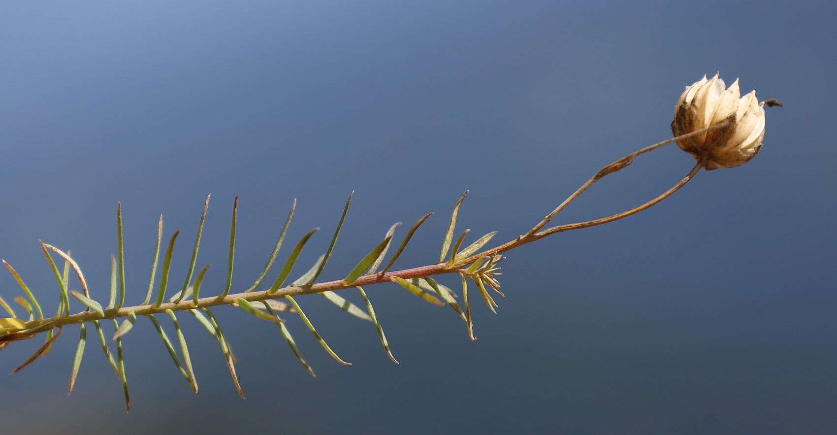 Imagem de Linum alpinum Jacq.