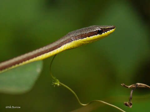 Image of Elegant Sand Racer