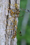 Image of Megarhyssa macrura (Linnaeus 1771)