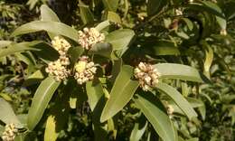 Image of California laurel