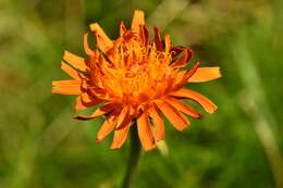 Image of Crepis aurea subsp. aurea