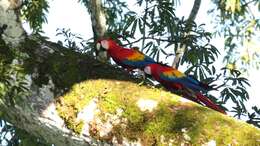 Image of Scarlet Macaw