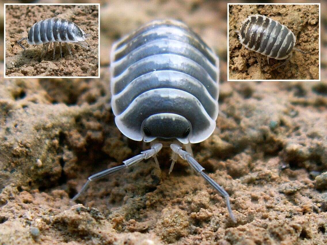 Porcellio flavomarginatus Lucas 1853 resmi