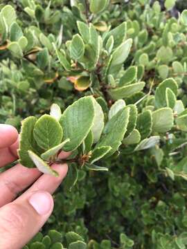 Image of Catalina Island mountain mahogany